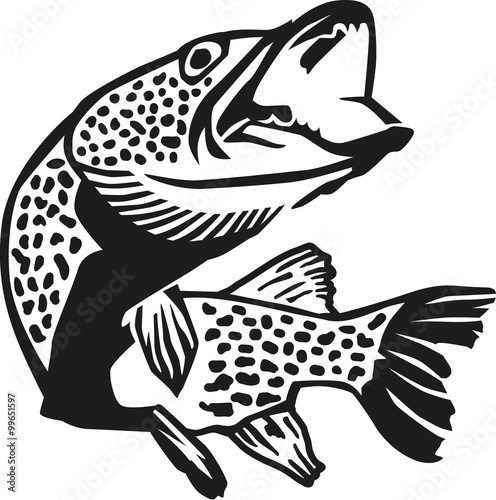 Detailed pike fish