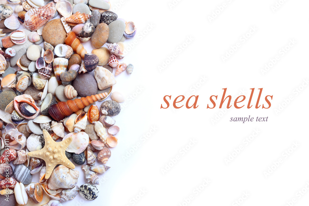 Fototapeta premium sea shells 