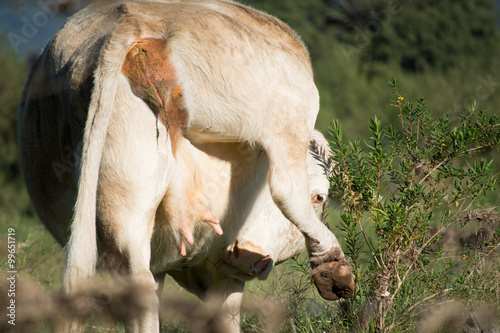 Vaca enseña su anatomía al levantar la pata. © jesuschurion57