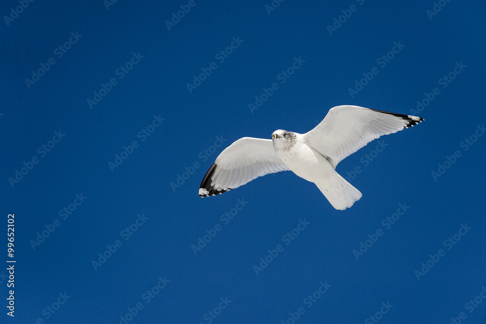 Ring-billed Gull in flight Ring-billed Gull in flight