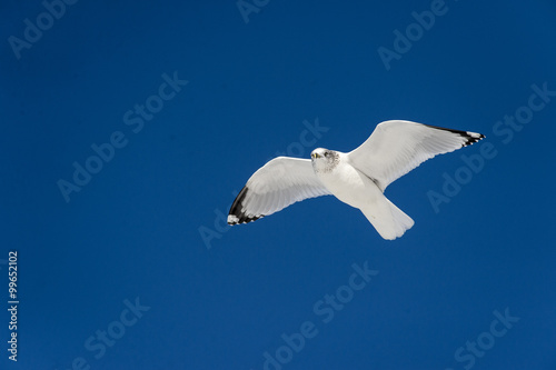 Ring-billed Gull in flight