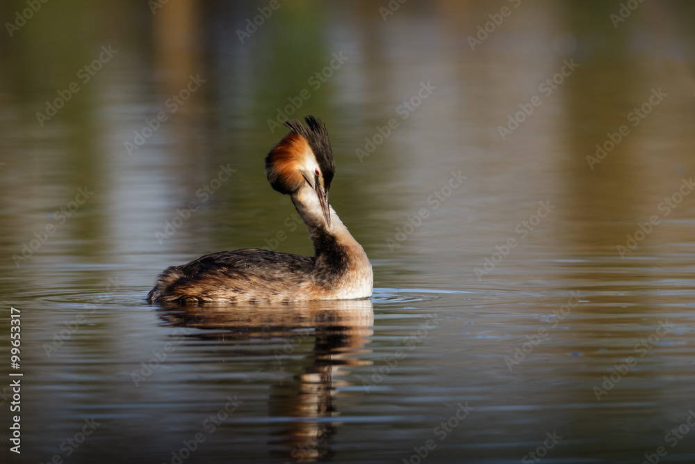Fototapeta premium Great Crested Grebe (Podiceps cristatus)