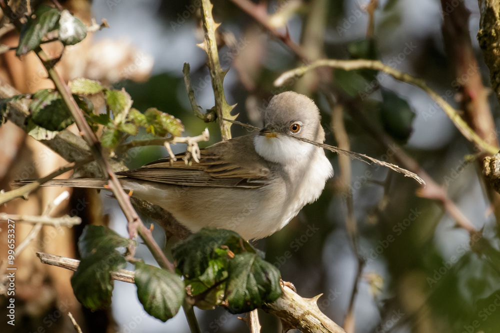 Male Common Whitethroat (Sylvia communis) Male Common Whitethroat (Sylvia communis)