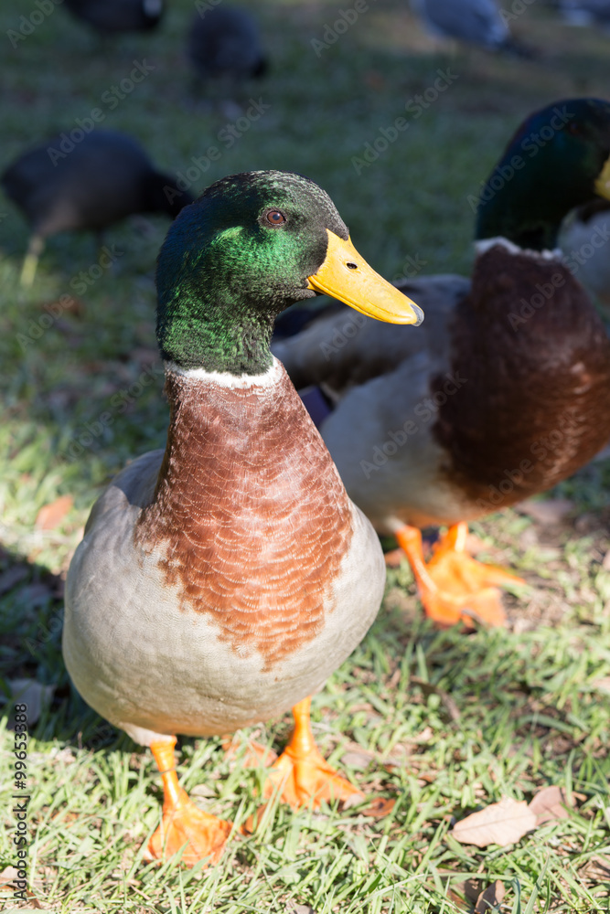 Detailed close view of head on a full body mallard drake (anas platyrhynchos) standing on grass at a park Detailed close view of head on a full body mallard drake (anas platyrhynchos) standing on grass at a park