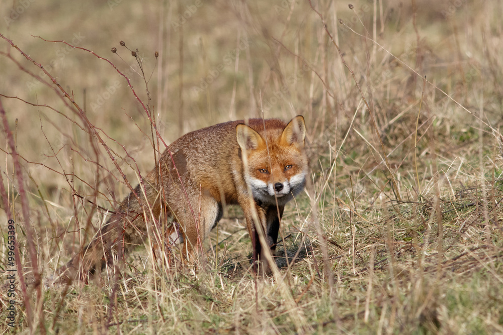 Obraz premium Red Fox (Vulpes vulpes)