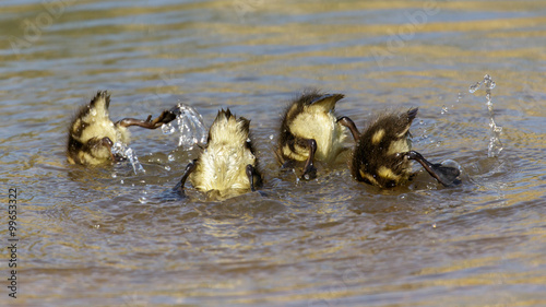 Mallards ducklings (Anas platyrhynchos)