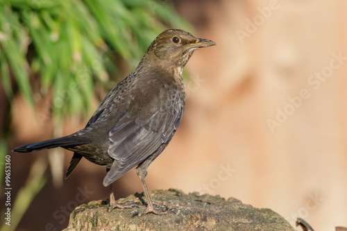 Female Blackbird (Turdus merula)