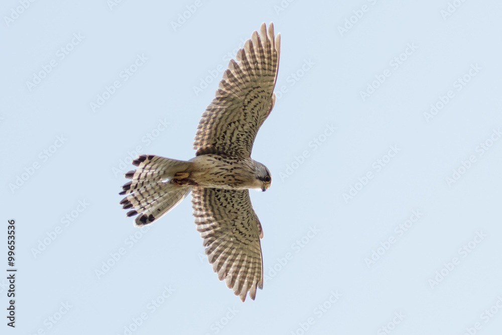 Obraz premium Common Kestrel (Falco tinnunculus) in flight