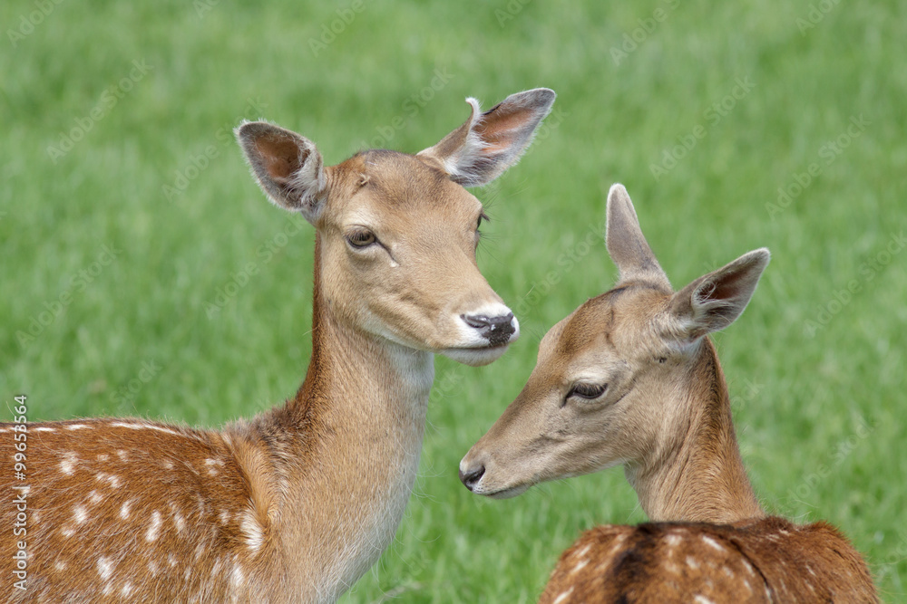 Fallow Deer (Dama dama)