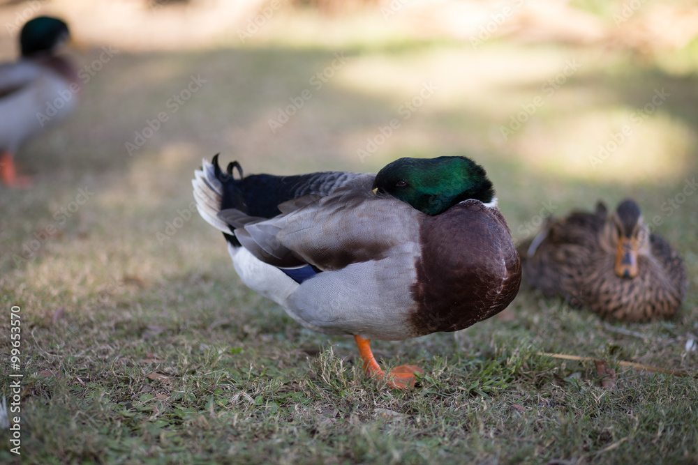 Mallard drake (anas platyrhynchos) resting on one foot, head turned