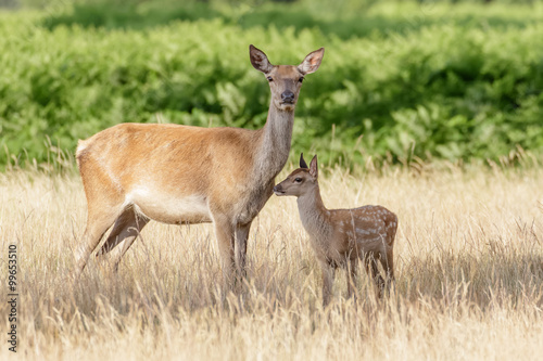 Fototapeta Naklejka Na Ścianę i Meble -  Red Deer (Cervus elaphus) calf with mother