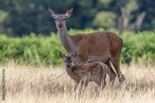 Red Deer (Cervus elaphus) calf with mother