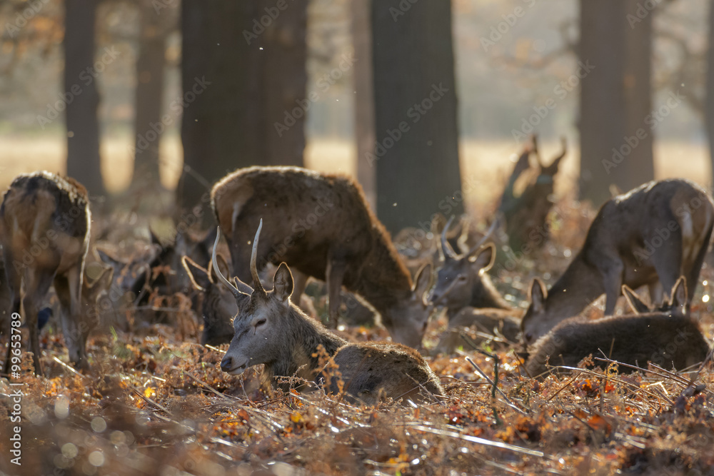Naklejka premium Herd of Red Deer (Cervys elaphus) resting in woodland dormatory