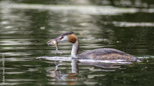 Great Crested Grebe or loon  Podiceps cristatus  with fish