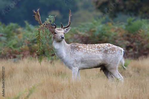 Fallow Deer buck (Dama dama) rut bracken on antlers