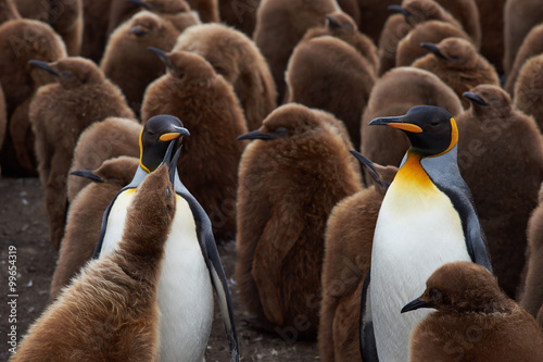 Adult King Penguins (Aptenodytes patagonicus) standing amongst a large group of nearly fully grown chicks at Volunteer Point in the Falkland Islands. 