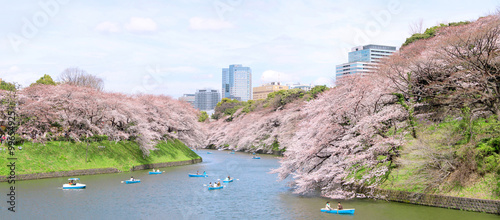 東京の桜 © Daily Photo