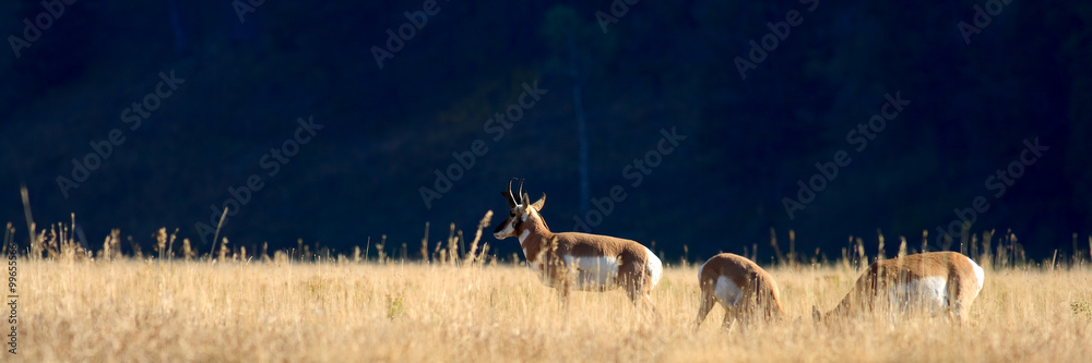 Obraz premium Antelope - Pronghorn antelope graze in Yellowstone's fall grasses.