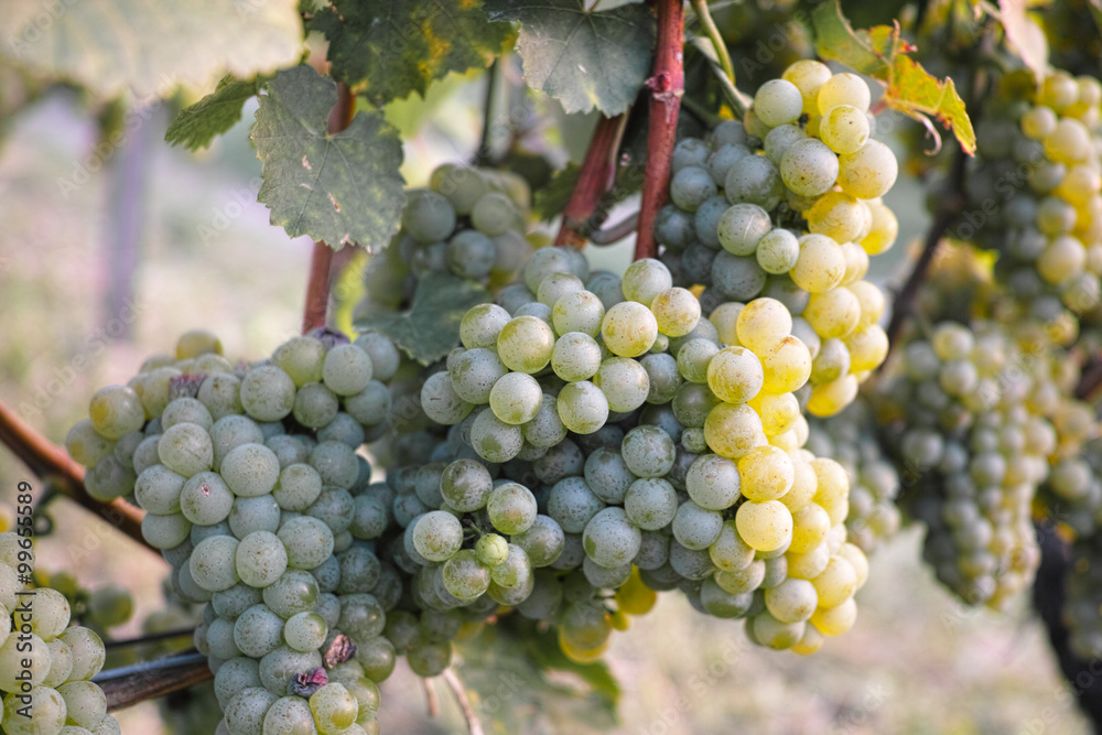 Obraz premium Weinanbau / Wein / Weinstock / Trauben Hintergrund