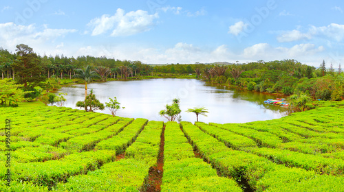 Lake in biggest tea plantations Bois Cheri on Mauritius Island. Tropical agriculture. photo