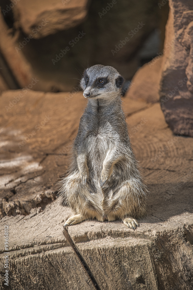 Fototapeta premium Portrait of playful and curious suricates in a small open resort
