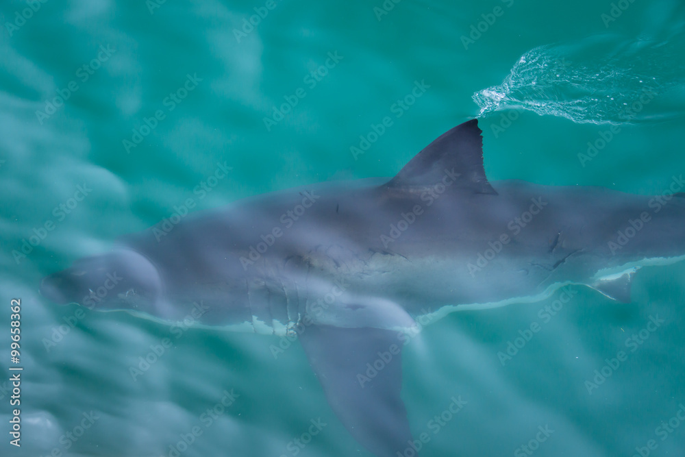 Fototapeta premium Shark fin