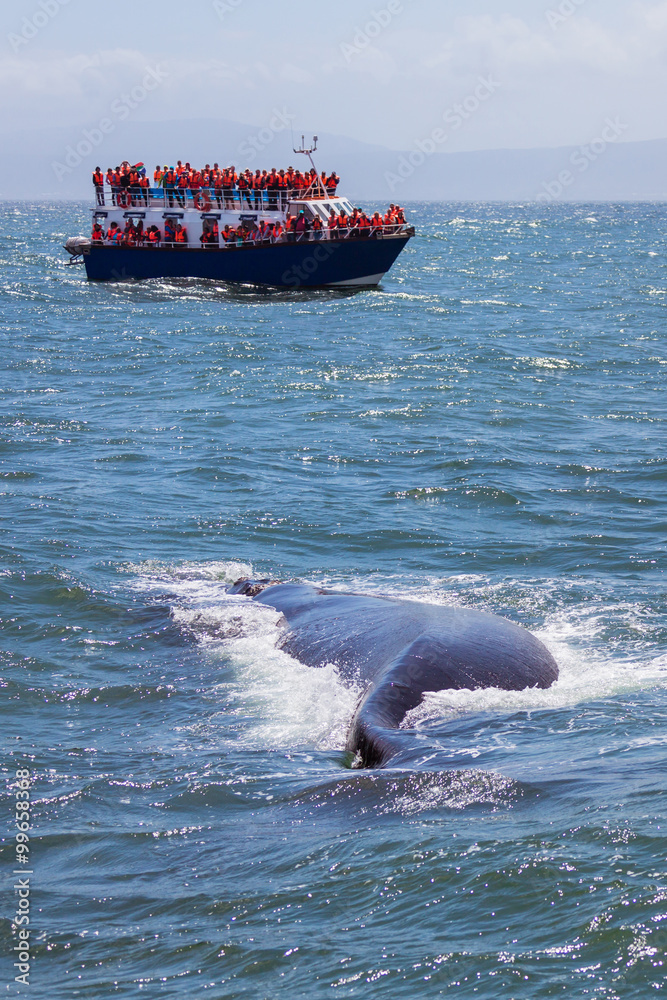 Fototapeta premium Whale watching