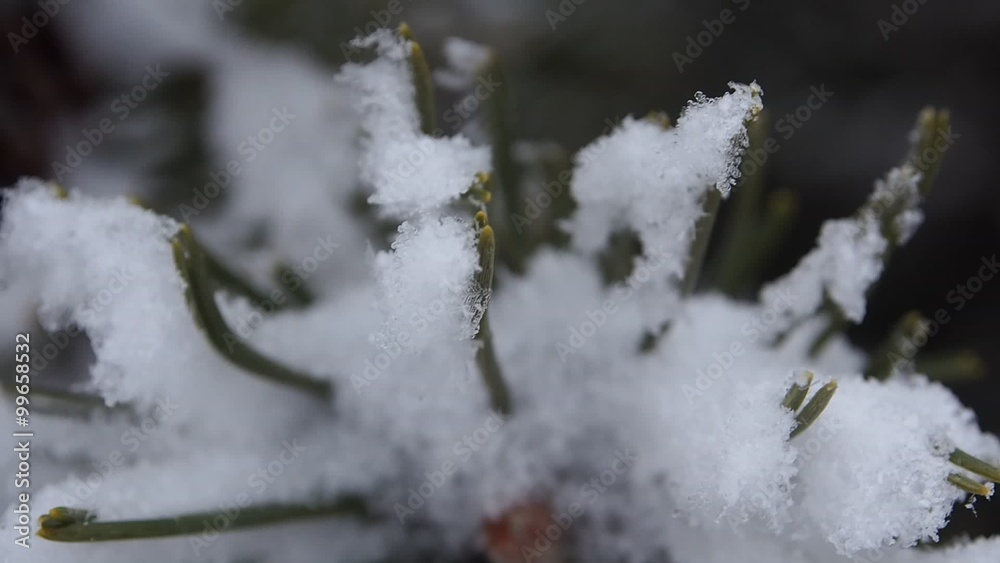 winter time in pine forest