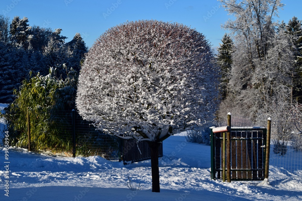 Schneebedeckte Harlekinweide Stock Photo | Adobe Stock