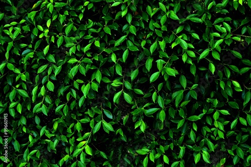 Abstract Green Pattern of The Vertical Leaves Background