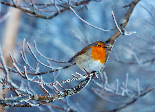 red robin in winter