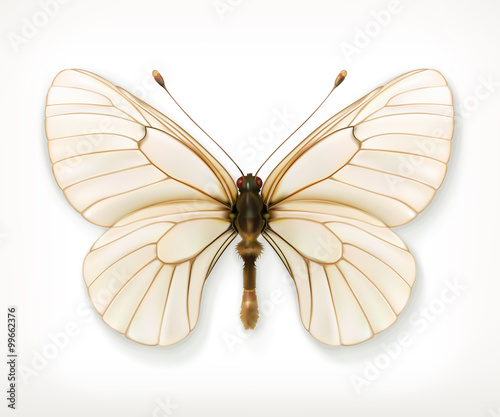 White butterfly, vector icon