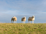 Portrait of three sheep  standing side by side in a row in grass of polder dyke, Netherlands