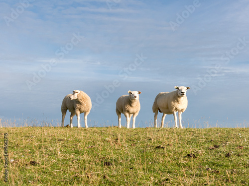 Fototapeta Naklejka Na Ścianę i Meble -  Portrait of three sheep  standing side by side in a row in grass of polder dyke, Netherlands