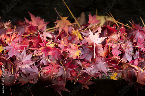 Colorful maple leaves fall.