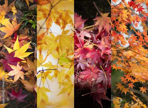 Autumn leaves color changes. Four different sets of Japanese Maple tree leaves.