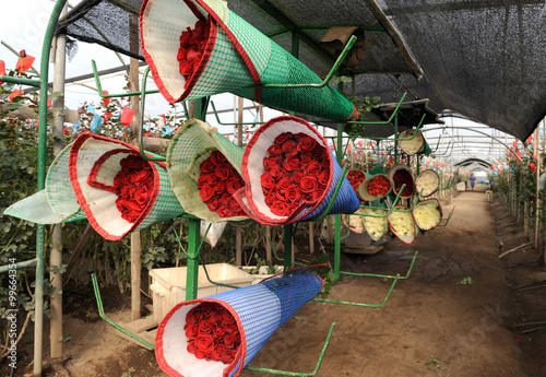 Roses Harvest, plantation in Tumbaco, Cayambe, Ecuador