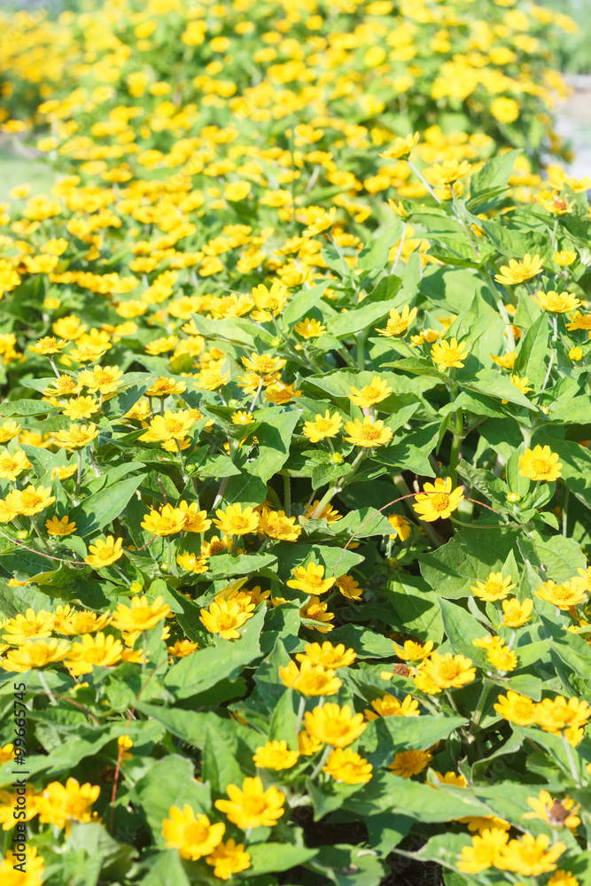 Obraz premium Yellow flowers field