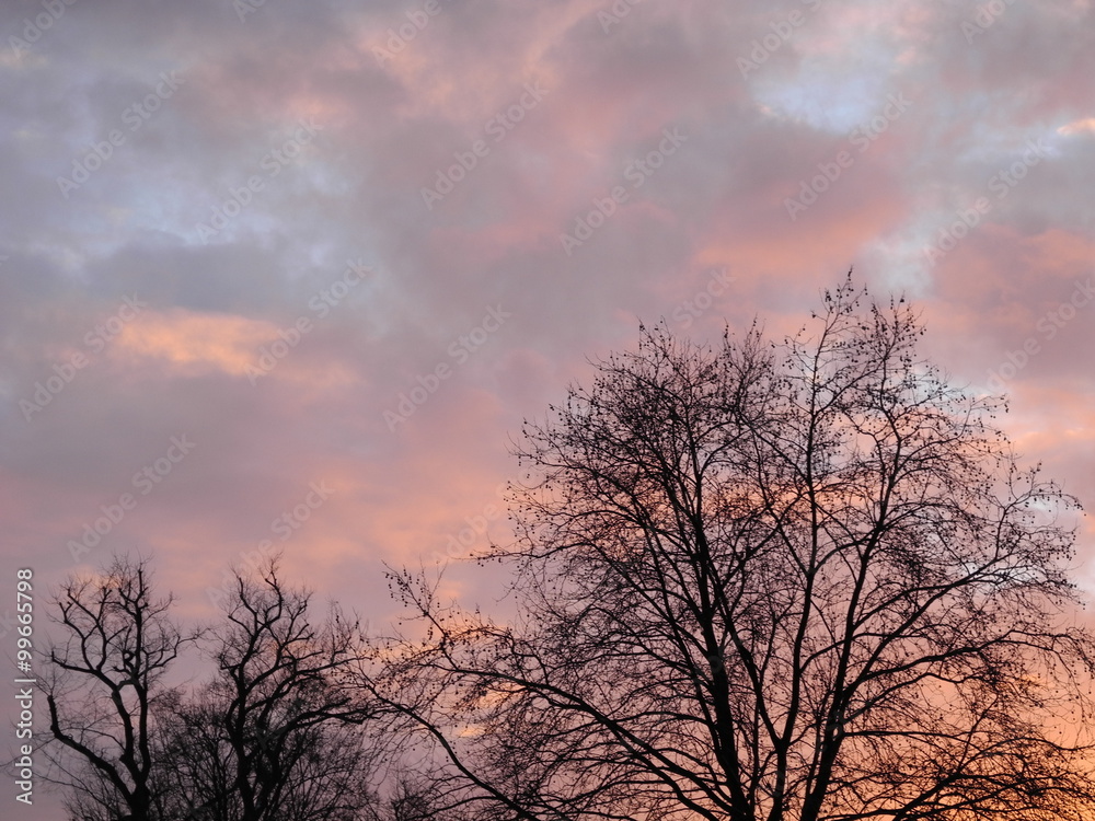 winterliche Bäume und leicht bewölkter Himmel am frühen Morgen - kurz nach Sonnenaufgang