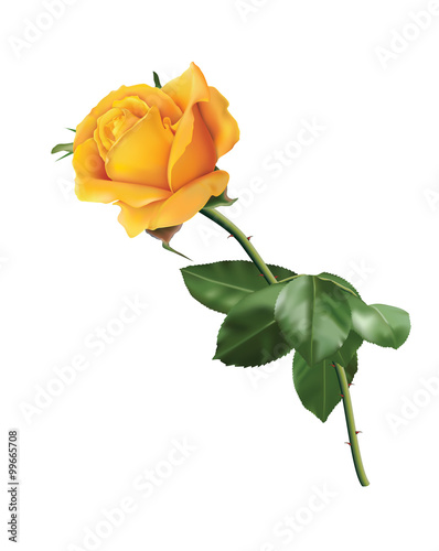 Beautiful yellow rose isolated on the white background.