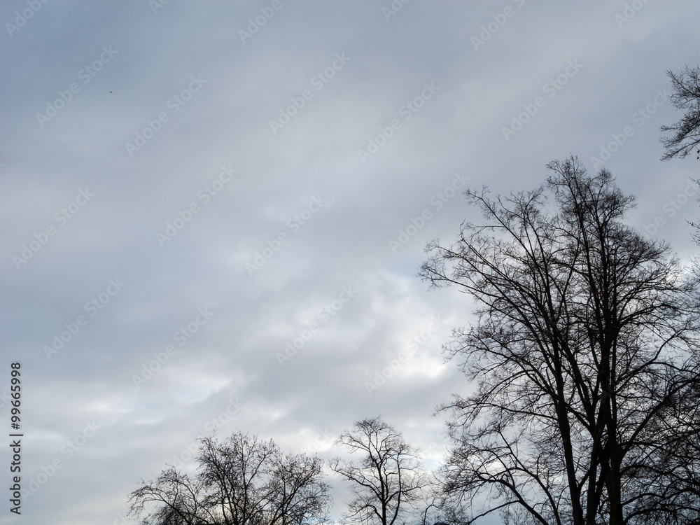 winterliche Bäume und leicht bewölkter Himmel winterliche Bäume und leicht bewölkter Himmel