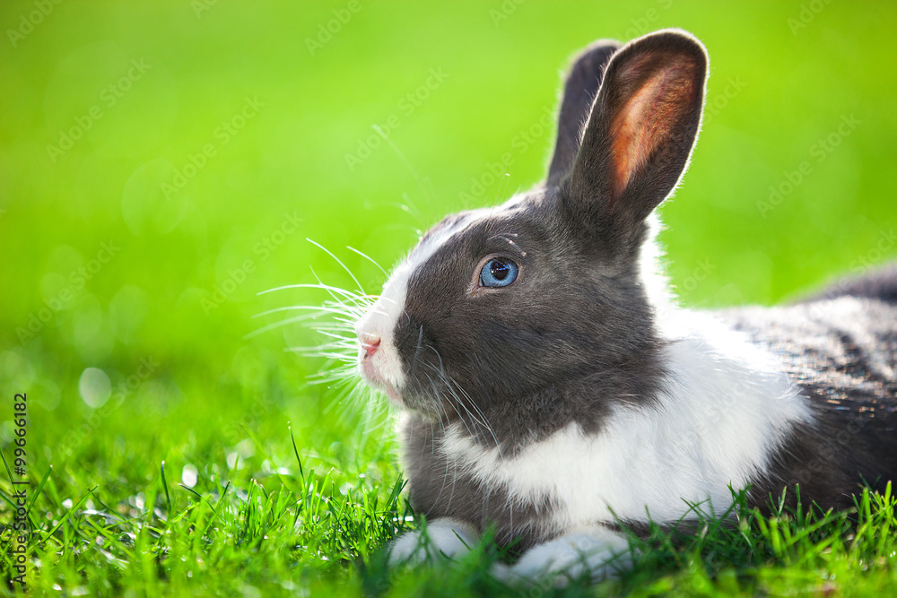 Fototapeta premium Pet rabbit on green grass