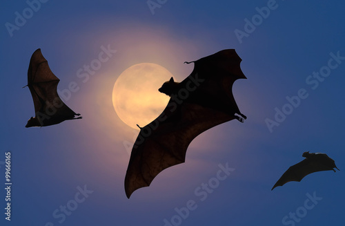 Bats flying at night