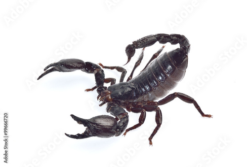 Scorpion isolated on white background © panda3800