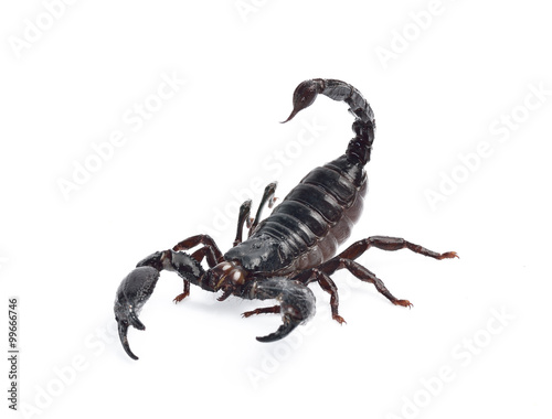 Scorpion isolated on white background © panda3800