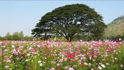 Panning shot of cosmos flower field with blue sky background