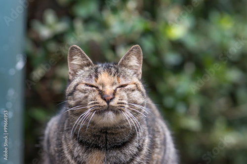 冬ののらねこ