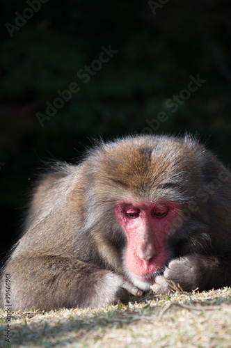 Japanese macaque  Arashiyama  Kyoto  Japan