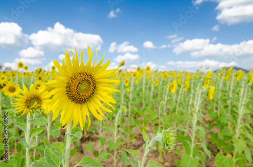 Sunflower  field background .