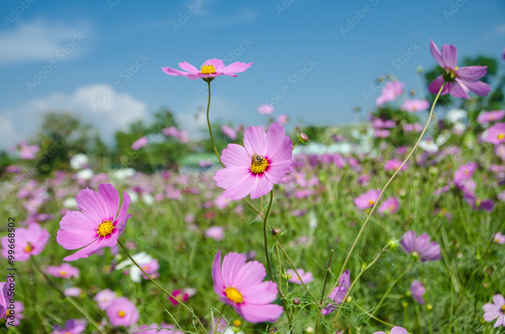 cosmos flower in the garden.